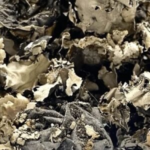 Premium Black Stone Flower (Kalpasi) Dagad Phool Aromatic Indian Spice