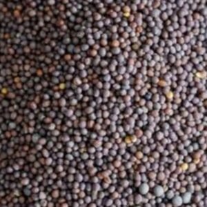 Mustard seeds rai sarson whole small yellow and black seeds Indian spice