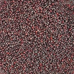 Black mustard seeds kaali sarso whole seeds for cooking and oil extraction