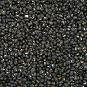 Black urad gram whole lentils for cooking, Ayurveda, and traditional use