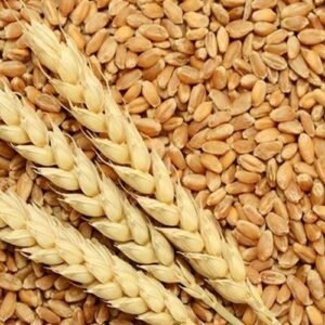 Dried whole wheat gehu grains raw wheat kernels for flour and daily use