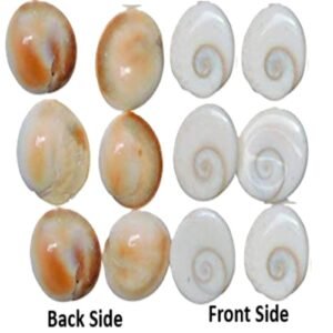 Natural Gomti Chakra shells for puja rituals and spiritual worship
