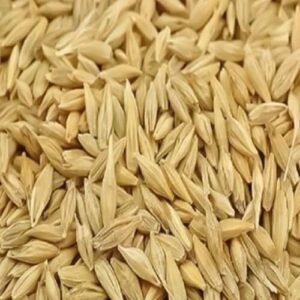 Jau Barley Grains for Hindu Puja Rituals and Religious Ceremonies