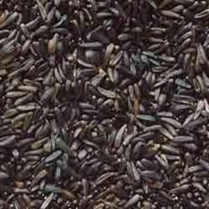 Niger seed Ramtil natural oil seeds for cooking, bird feed, and traditional use