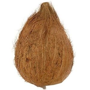 Puja coconut shrifal with husk for Hindu rituals and religious ceremonies