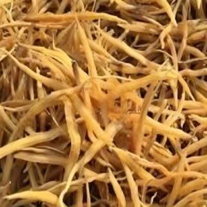 Shatavari root dried Ayurvedic herb for women health and natural wellness