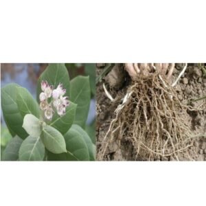 White aak root safed madar ki jad natural ayurvedic herbal root