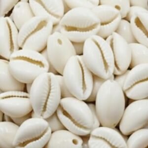 White Kodi cowrie shells for pooja rituals and spiritual worship