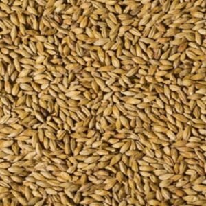 Premium whole barley jau grain for healthy cooking, nutrition, and traditional diets